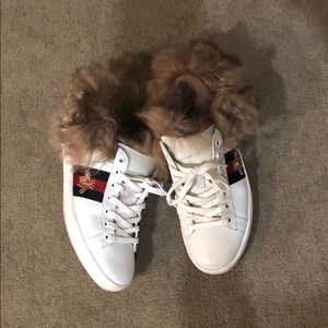 Gucci sneakers
